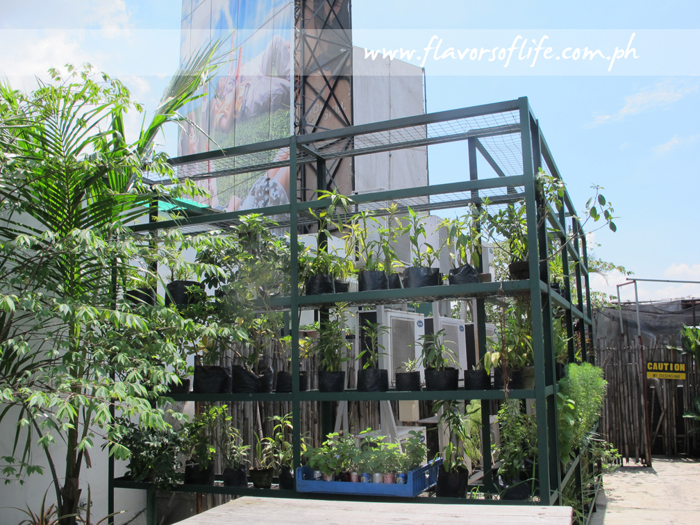 Part of the organic garden at the eco center on the rooftop of Cravings-Katipunan